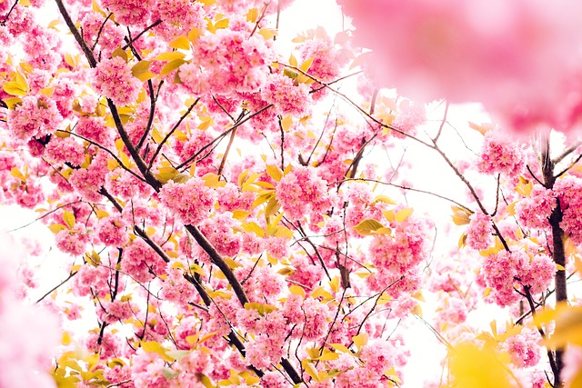 cherry-blossoms-801973_640