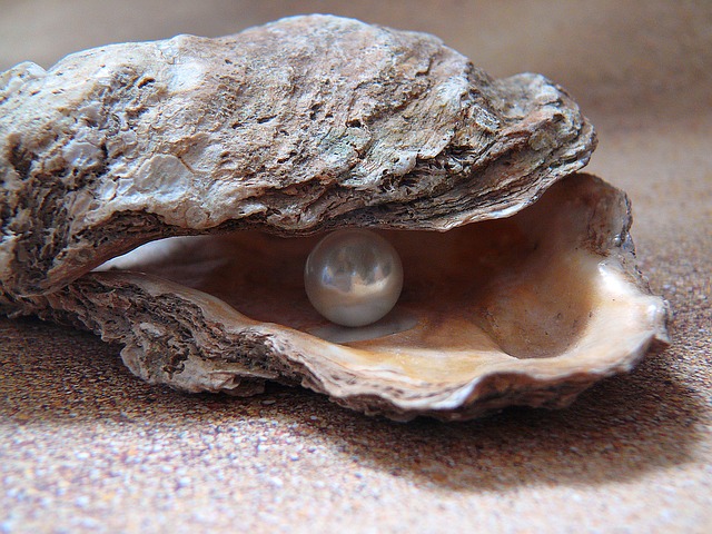 oyster-1327311_640